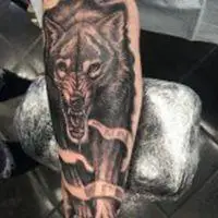 6686体育app官方作者Orion